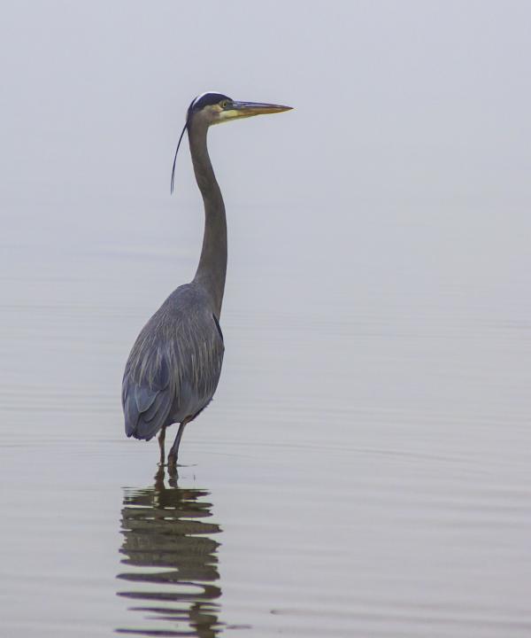 Blue Heron on Misty Lake | Shutterbug